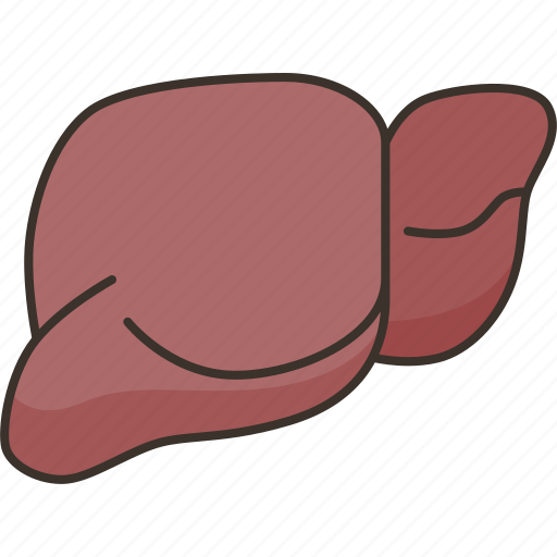Liver, organ, health, anatomy, medical icon - Download on Iconfinder