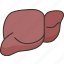 liver, organ, health, anatomy, medical 