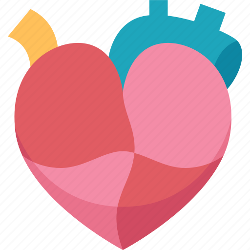 Heart, cardiology, anatomy, health, medical icon - Download on Iconfinder