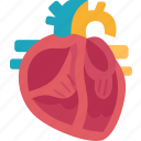 heart, valves, cardiology, healthl, anatomy