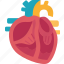 heart, valves, cardiology, healthl, anatomy 