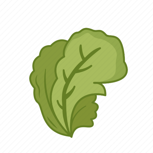 Lettuce, food, vegetable, organic, fresh, green, salad icon - Download on Iconfinder