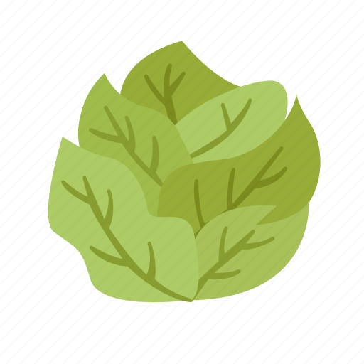 Cabbage, vegetable, organic, fresh, salad, green, food icon - Download on Iconfinder