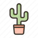 cactus, plant, nature, pot, desert