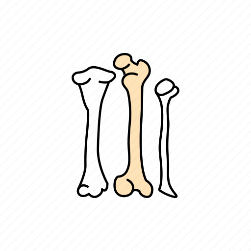 Body, human, organ, internal, bone icon - Download on Iconfinder