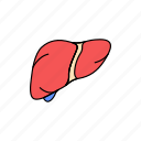 body, human, organ, internal, liver, gallbladder