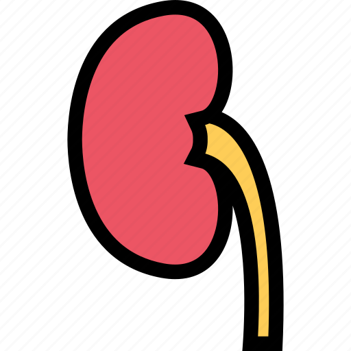 Body, doctor, kidney, organ, surgery, treatment icon - Download on Iconfinder