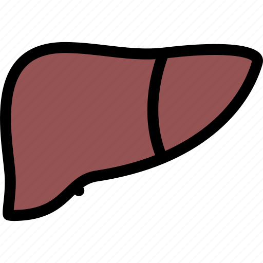 Body, doctor, liver, organ, surgery, treatment icon - Download on Iconfinder