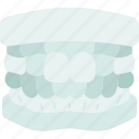 teeth, jaw, gums, model, dentistry