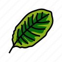 calathea, tropical, leaf, palm, summer, plant