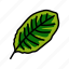 calathea, tropical, leaf, palm, summer, plant 