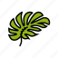 monstera, leaf, plant, palm, summer, green 