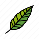 stelizia, tropical, leaf, palm, summer, plant