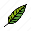 stelizia, tropical, leaf, palm, summer, plant 
