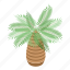 tropical, palm, tree, isometric 