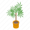 palm, tree, pot, isometric