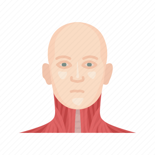 Anatomy, body, face, head, human anatomy, muscle, parts of the body icon - Download on Iconfinder