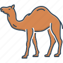 camel, caravan, desert, dromedary, pet, sand, ship of desert