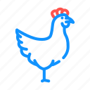 chicken, farm, bird, pet, domestic, sea