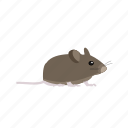 animal, mice, mouse, pet, rat, rodent, tail