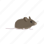 animal, mice, mouse, pet, rat, rodent, tail 