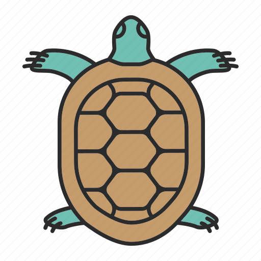 Animal, marine, pet, reptile, tortoise, turtle, zoology icon - Download on Iconfinder