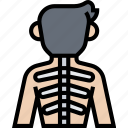 spinal, column, backbone, body, health