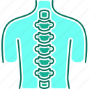 human, spine, anatomy