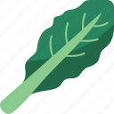 kale, leaf, vegetable, herb, nutrition