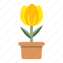blossom, ecology, garden, nature, potted, spring, tulip