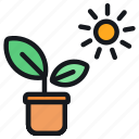 plant, pot, indoor, nature, agriculture, gardening, farming, sun, sunlight