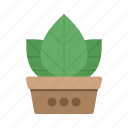 plant in pot, green, leaf, leaves, flower, garden, nature, plant