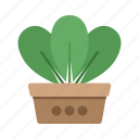 plant in pot, green, leaf, leaves, flower, garden, nature, plant 