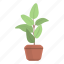 ficus, plant, pot, green 