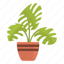 monstera, plant, pot, indoor