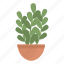 stem, plant, pot, nature 