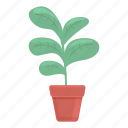 natural, plant, pot
