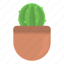 cactus, pot, plant, nature