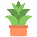 agave, plant, botany, gardening, flower