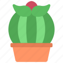 cactus, with, flower, gardening, cacti, potted