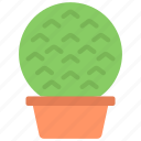 circle, cactus, gardening, cacti, succulent