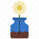 daisy, in, jar, gardening, flower
