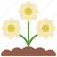 daisys, in, ground, gardening, flower 
