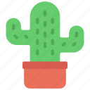 mini, cactus, botany, house, succulent