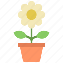 potted, daisy, gardening, botany, flower