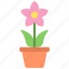 potted, lotus, gardening, flower, pot 