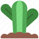 round, cactus, in, ground, gardening, cacti