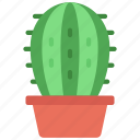 rounded, cactus, botany, house, succulent