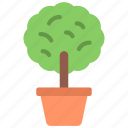 small, tree, gardening, plant, potted, pot