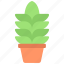 tall, agave, gardening, potted, plant 